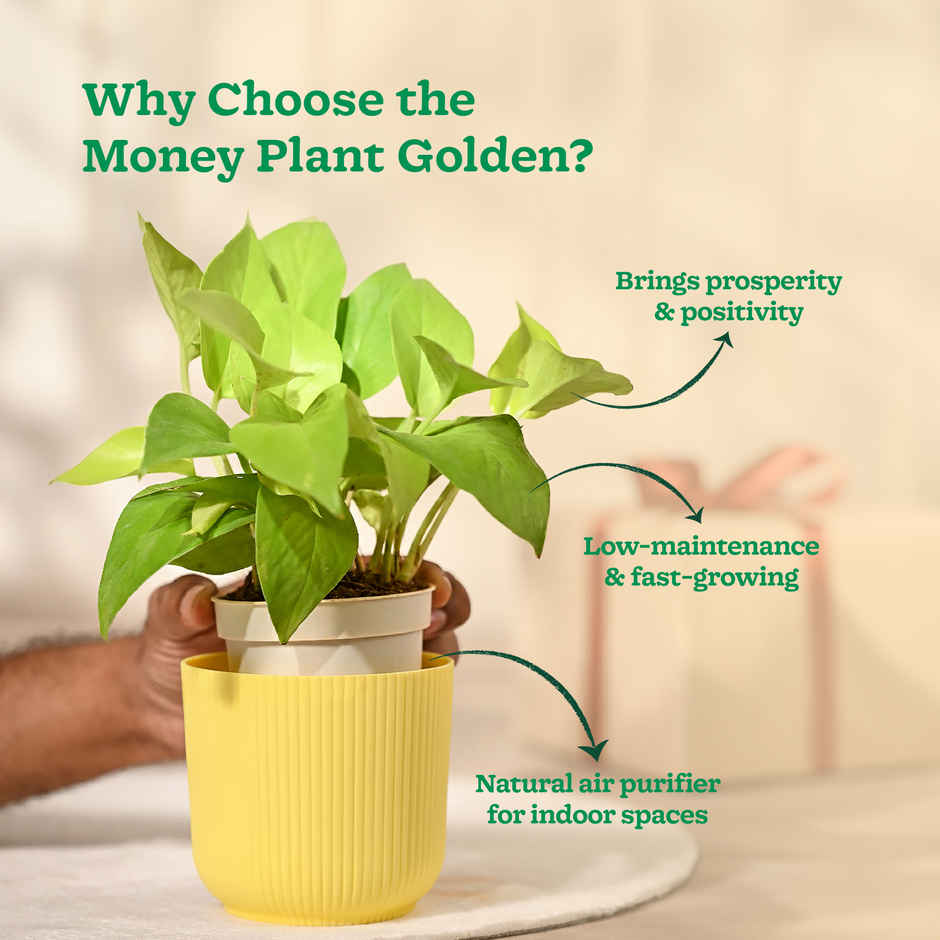 Ugaoo Money Plant Golden in Yellow Ibiza Pot | Gifting & Decor