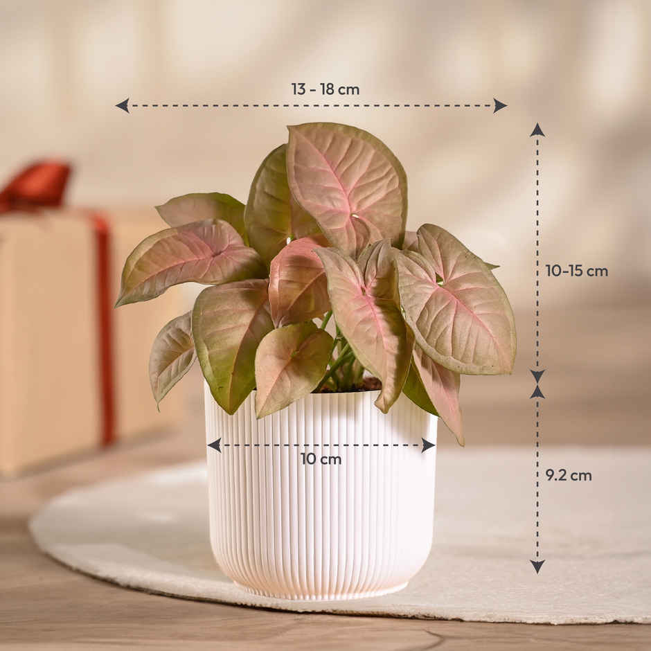 Ugaoo Syngonium Pink Plant with White Ibiza Pot