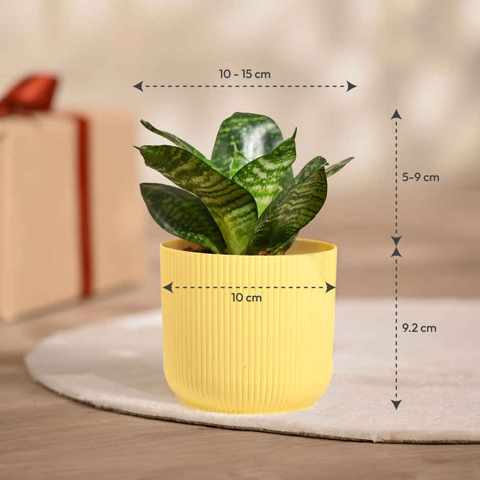 Ugaoo Snake green with yellow Ibiza Pot | Gifting & Decor