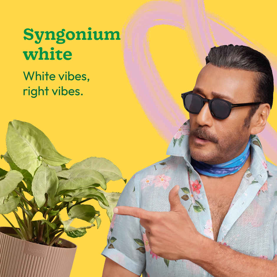 Ugaoo Syngonium White with Mocca Ibiza Pot | Gifting & Decor