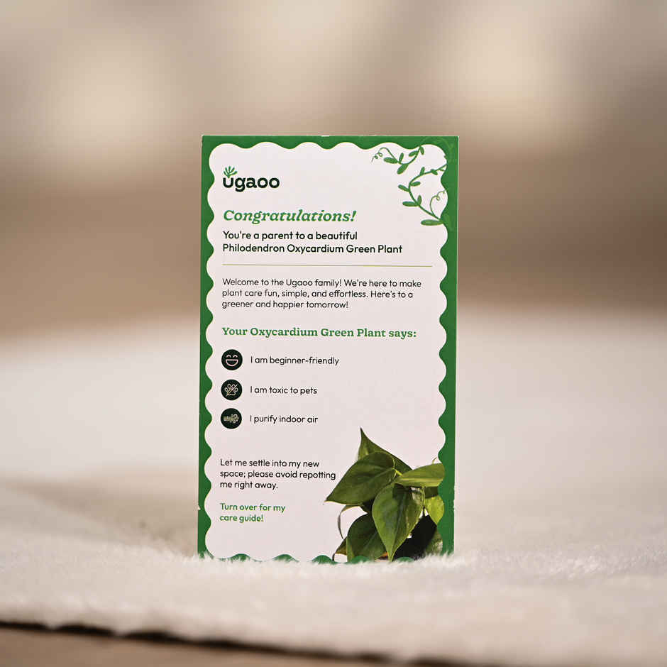 Ugaoo Philodendron Oxycardium Green Plant with White Ibiza pot | Gifting & Decor