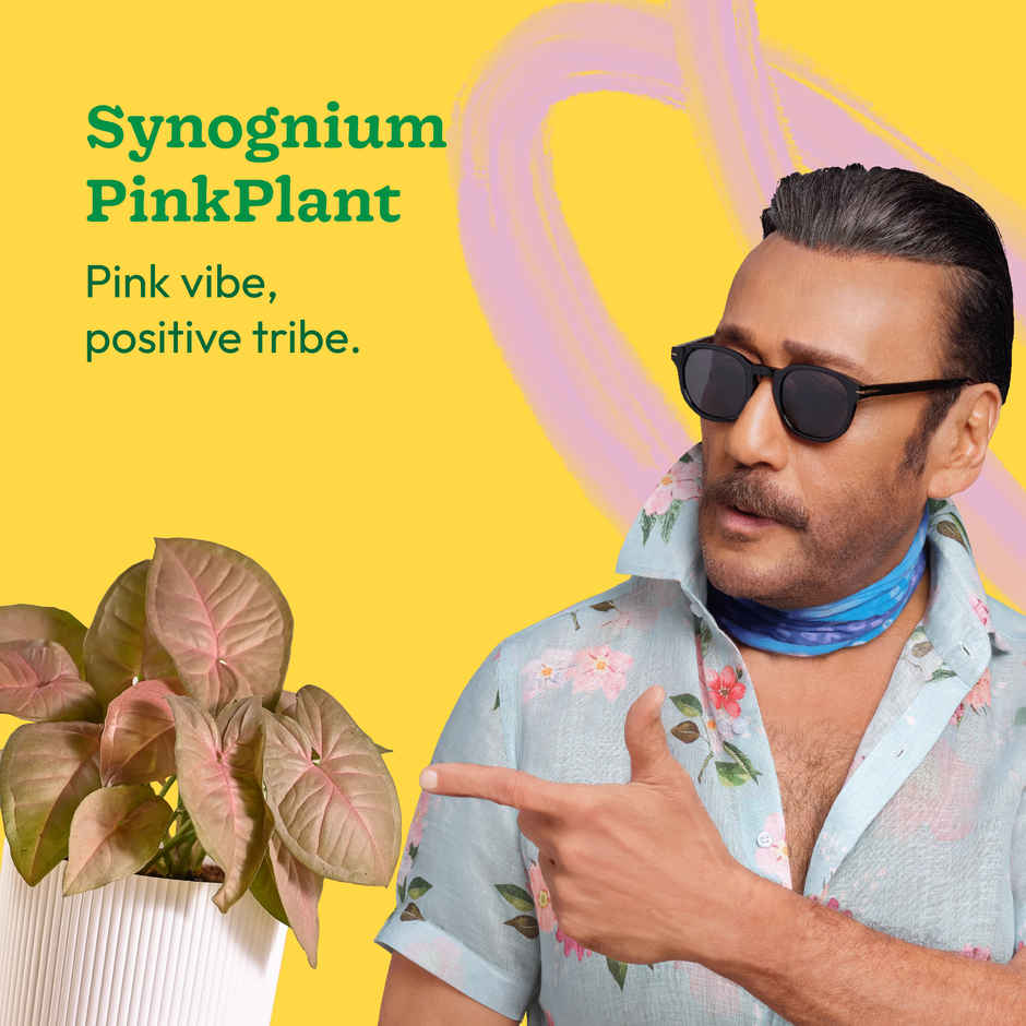 Ugaoo Syngonium Pink Plant with White Ibiza Pot
