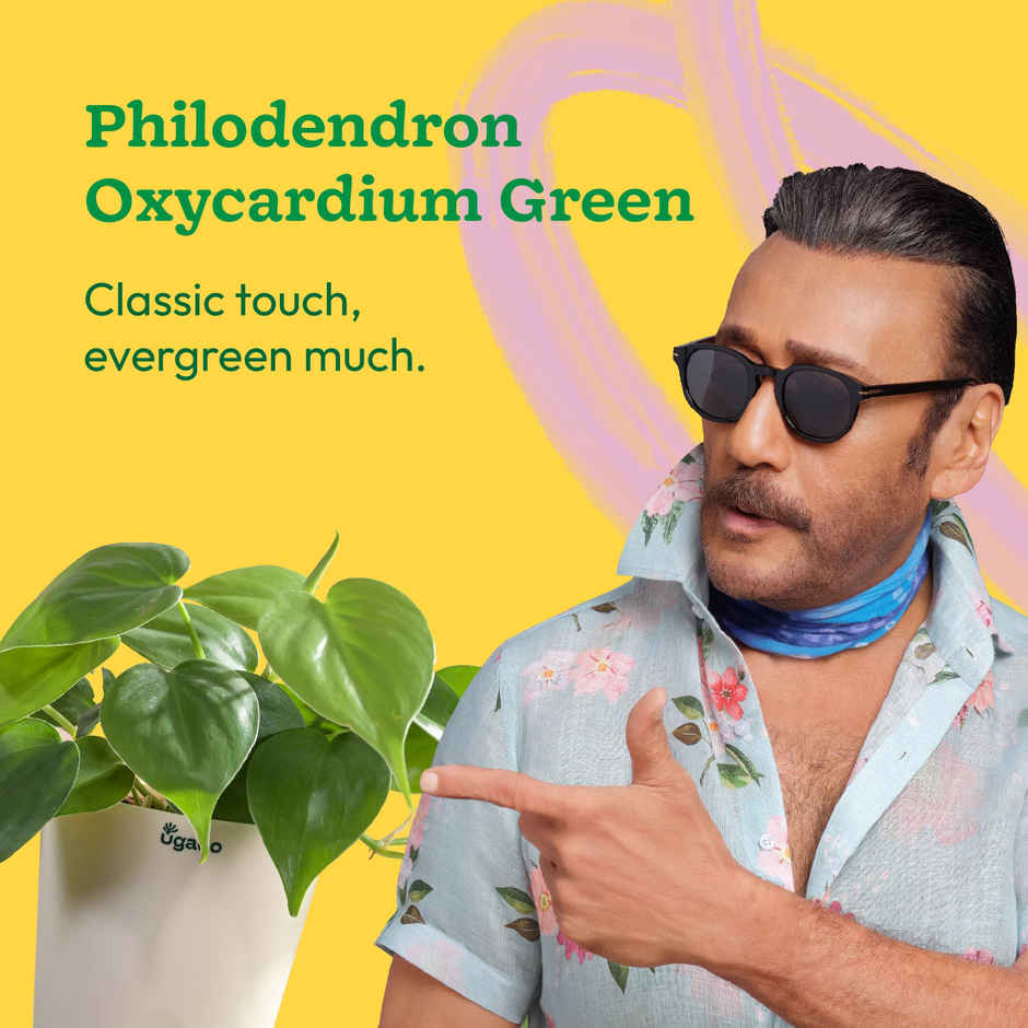 Ugaoo Philodendron Oxycardium Green Plant with White Ibiza pot | Gifting & Decor