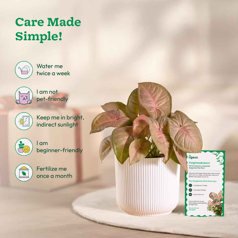 Ugaoo Syngonium Pink Plant with White Ibiza Pot