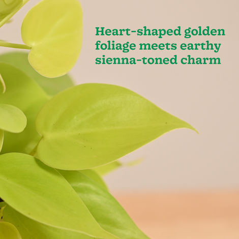 Ugaoo Philodendron Oxycardium Golden Plant with Sienna Terracotta Pot (Gifting & Decor)