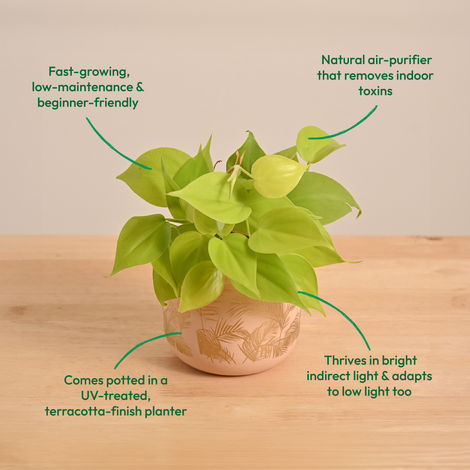 Ugaoo Philodendron Oxycardium Golden Plant with Sienna Terracotta Pot (Gifting & Decor)