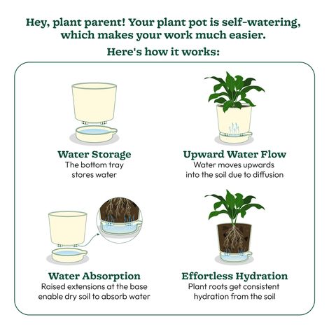 Ugaoo Air Purifying Peace Lily Plant Plant In Ibiza Pot