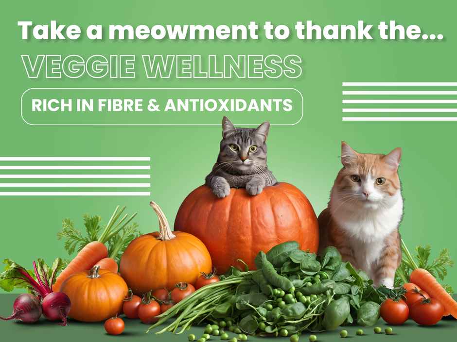 Bark Out Loud Fresh Salmon Fish & Chicken Premium Adult Cat Dry FOOD