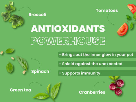 Bark Out Loud VEG Dog FOOD Naked Oats & VEGgies VEGan | Medium Large Breed