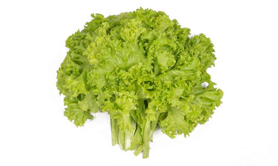 Gourmet Garden Hydroponic Leafy Lettuce