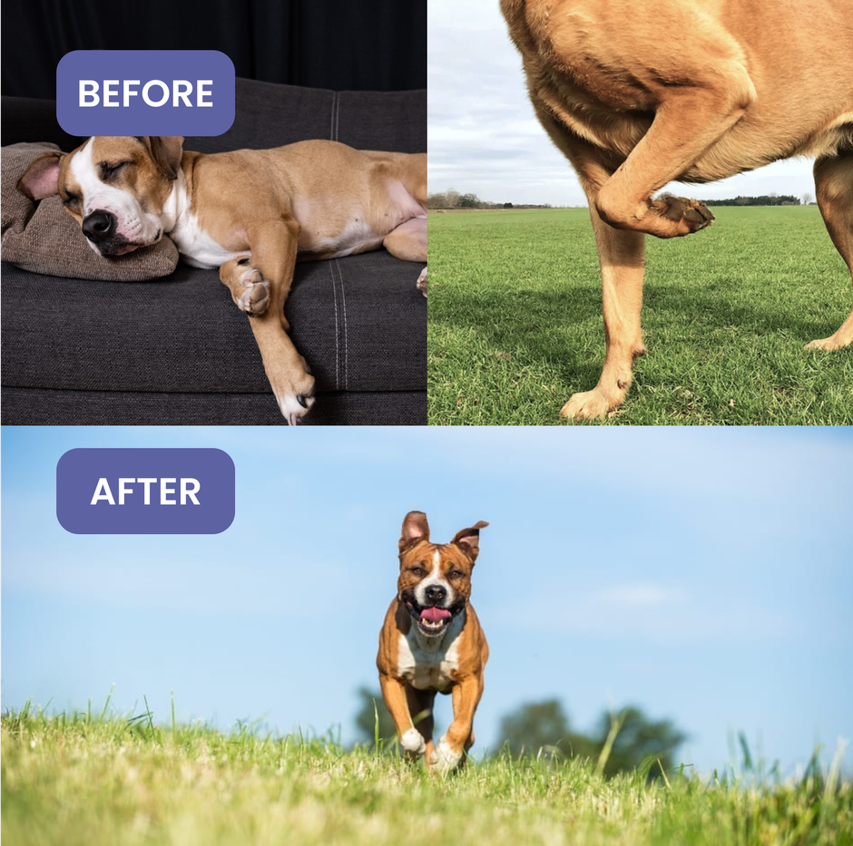 Absolut Pet Hip and Joint Supplements for Dogs | Chews for Mobility & Bone Strength | Glucosamine, Chondroitin & Collagen | 30 Chews