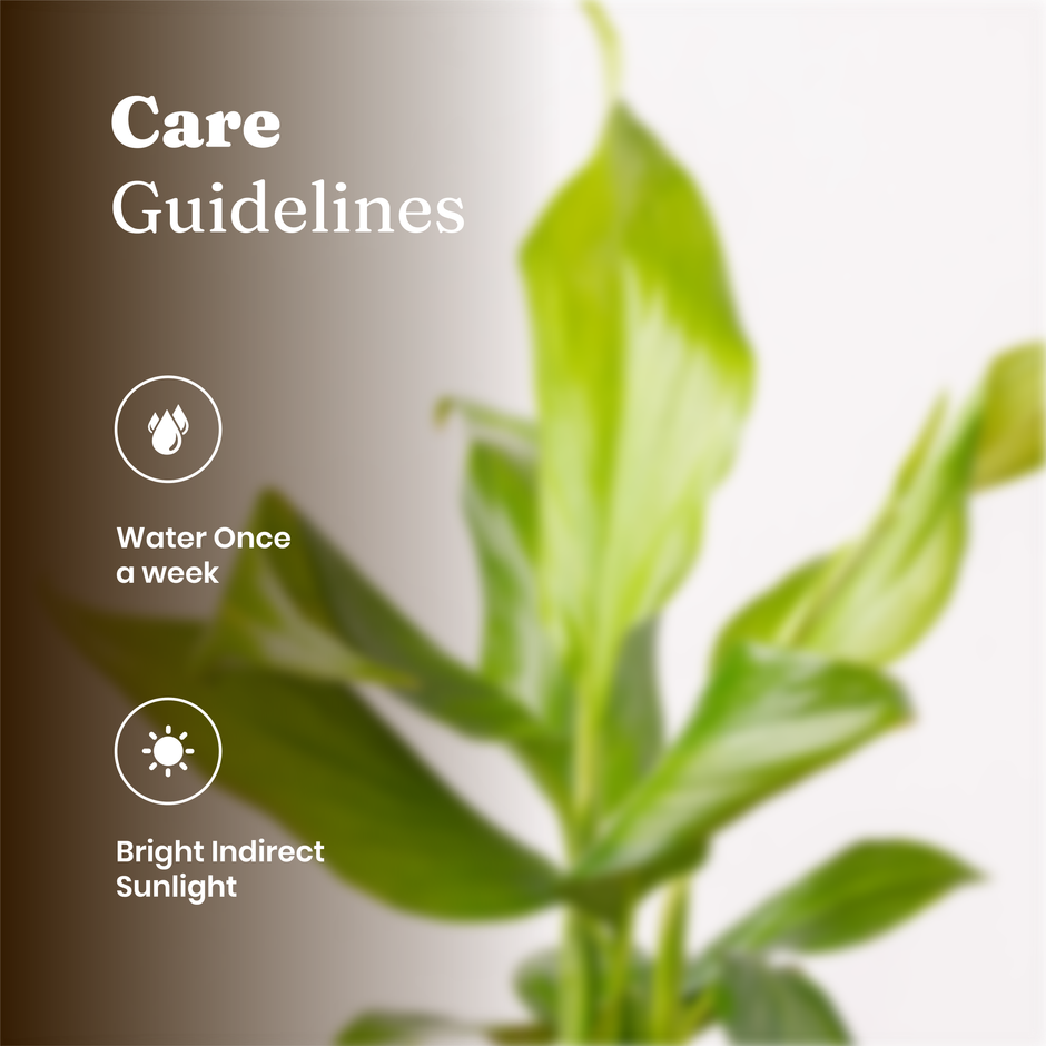 Kyari Peace Lily Indoor Plant for Living Room | Air Purifier Plant | White Self-Watering Pot