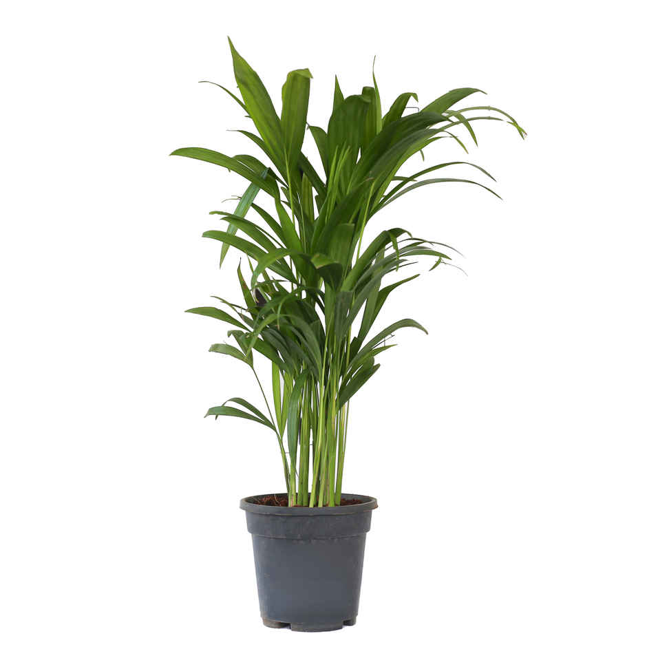 Baby Areca Plant