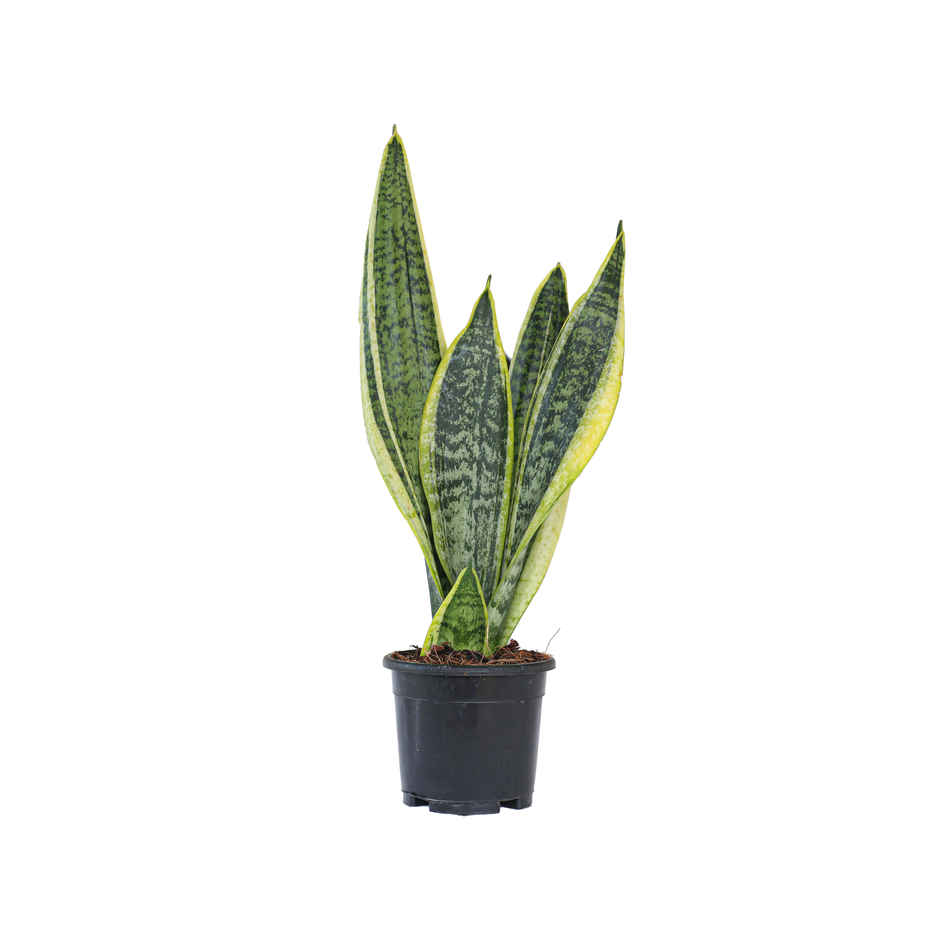 Sansevieria Plant