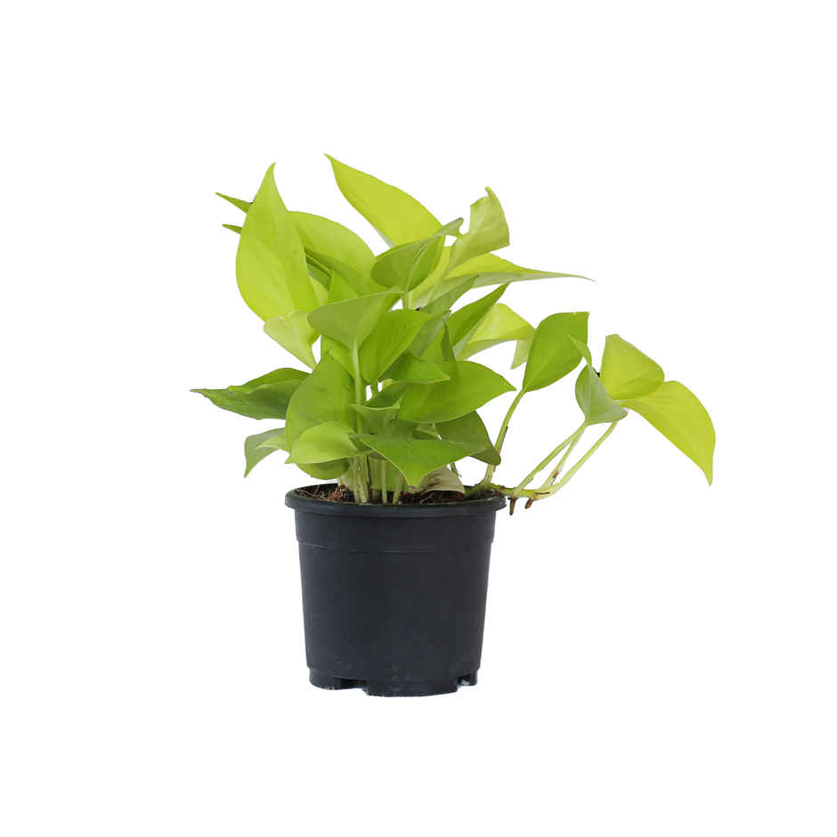 Money Plant