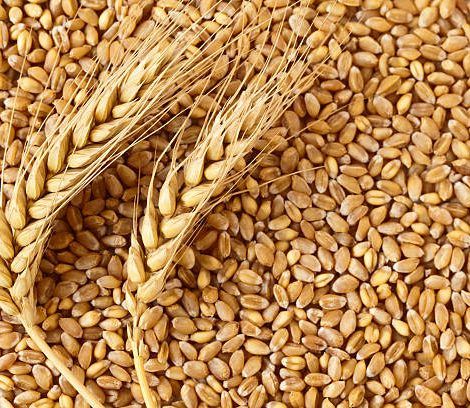 Miracle Regular Sharbati Wheat
