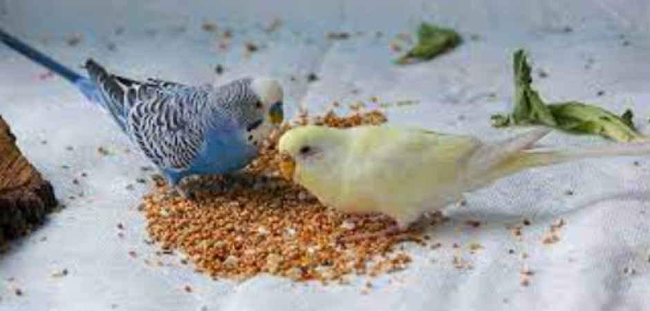 Nootie Daily Food For Birds