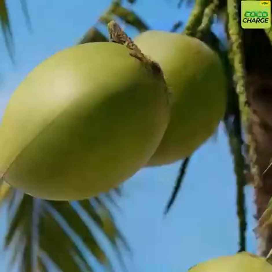 Wow Coco Charge Tender Coconut Water | Pure Coconut | No Added Sugar | No Concentrate | Bottle