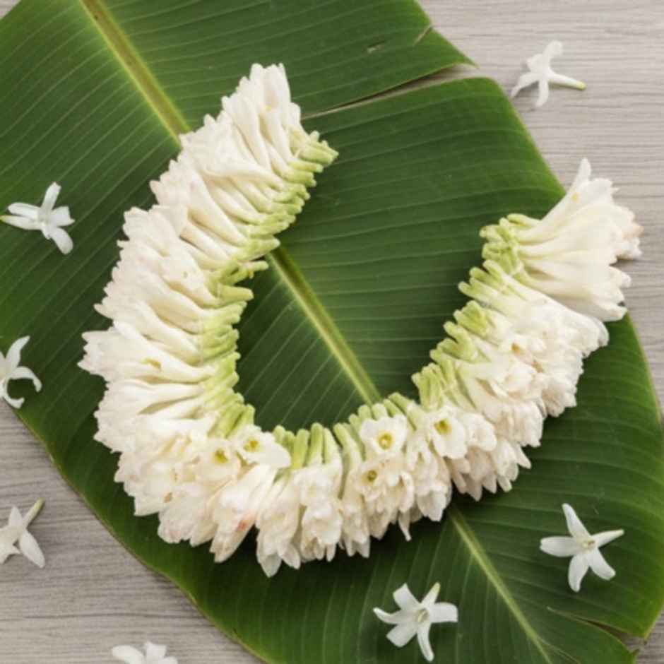 Tuberose Garland (Rajnigandha Mola)
