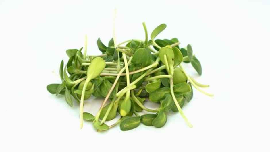 Sunflower Microgreens