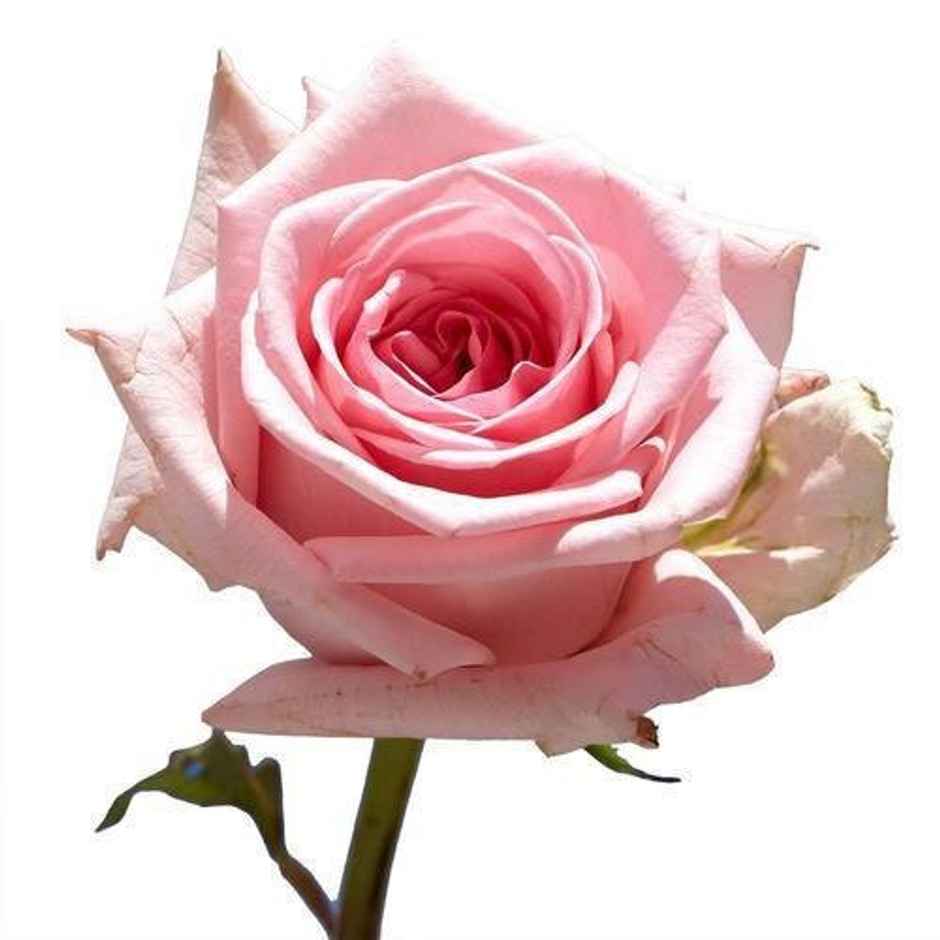 Fresh Pink Rose