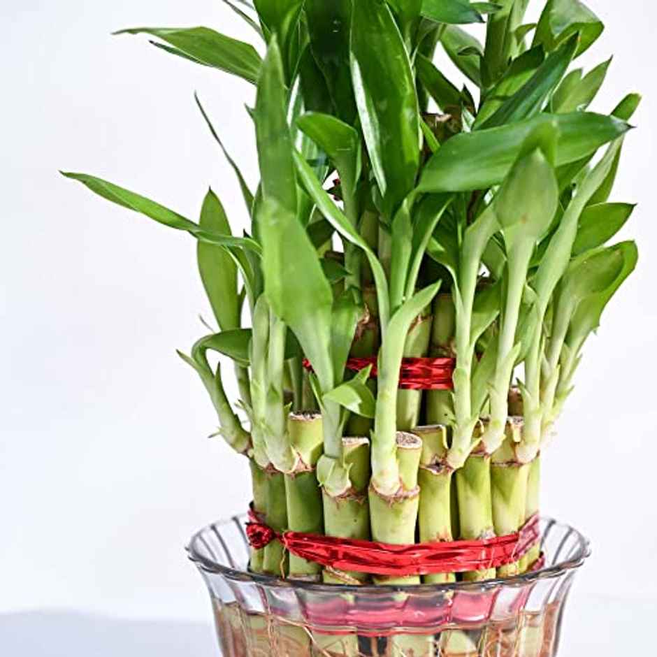 Ugaoo Three Layer Bamboo Plant | Gifting & Decor