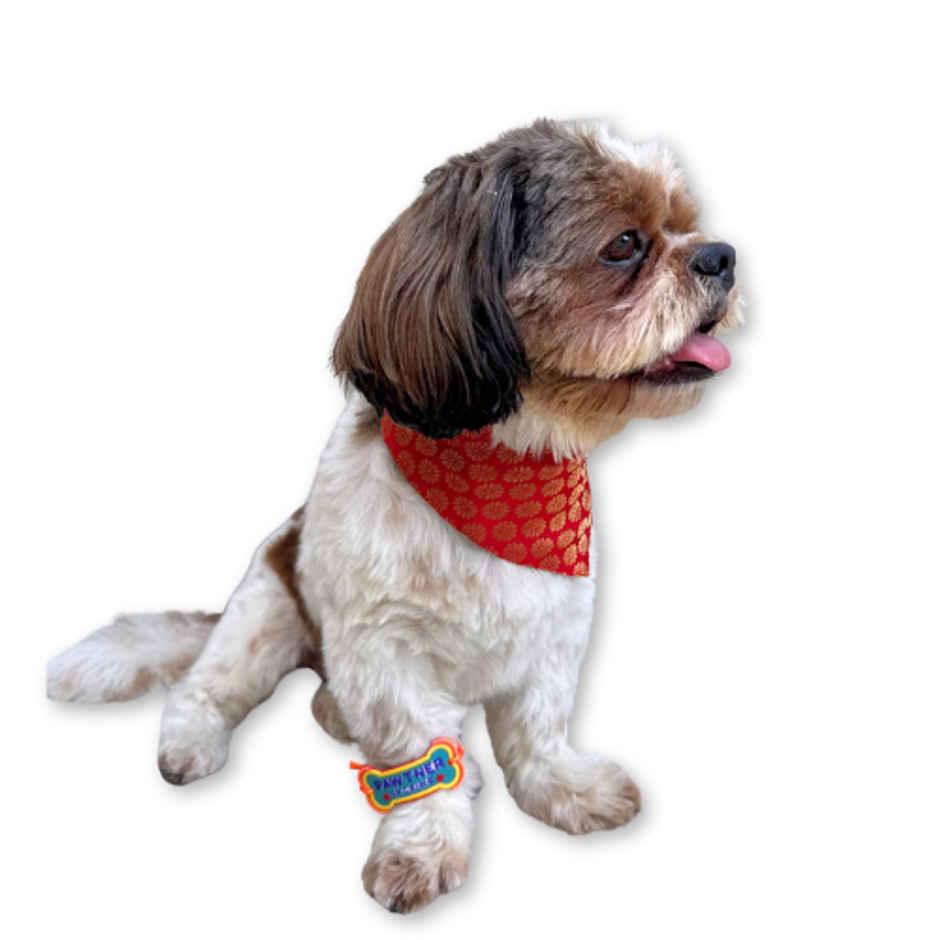 Pawgy Pets Pawtner in Crime Rakhi