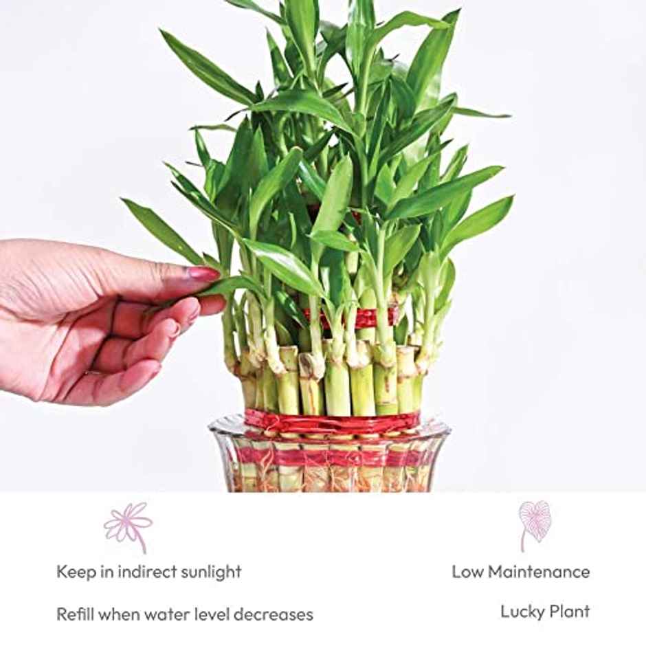 Ugaoo Three Layer Bamboo Plant | Gifting & Decor