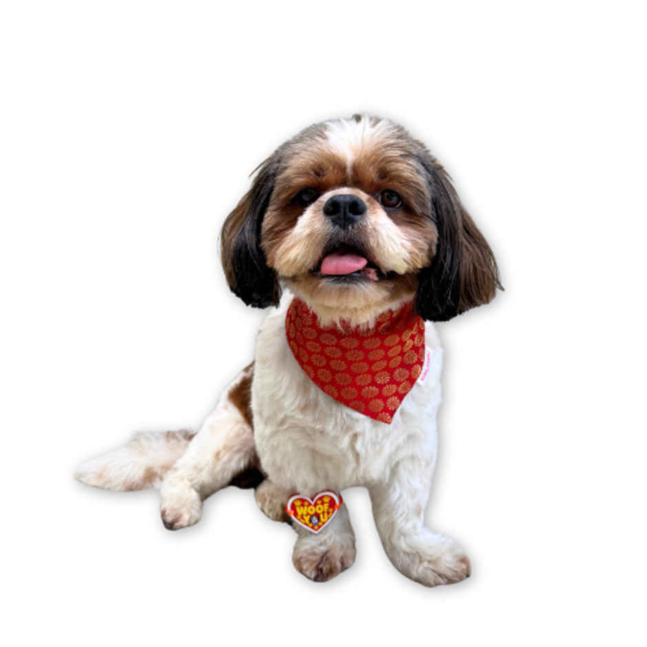 Pawgy Pets Woof You Rakhi