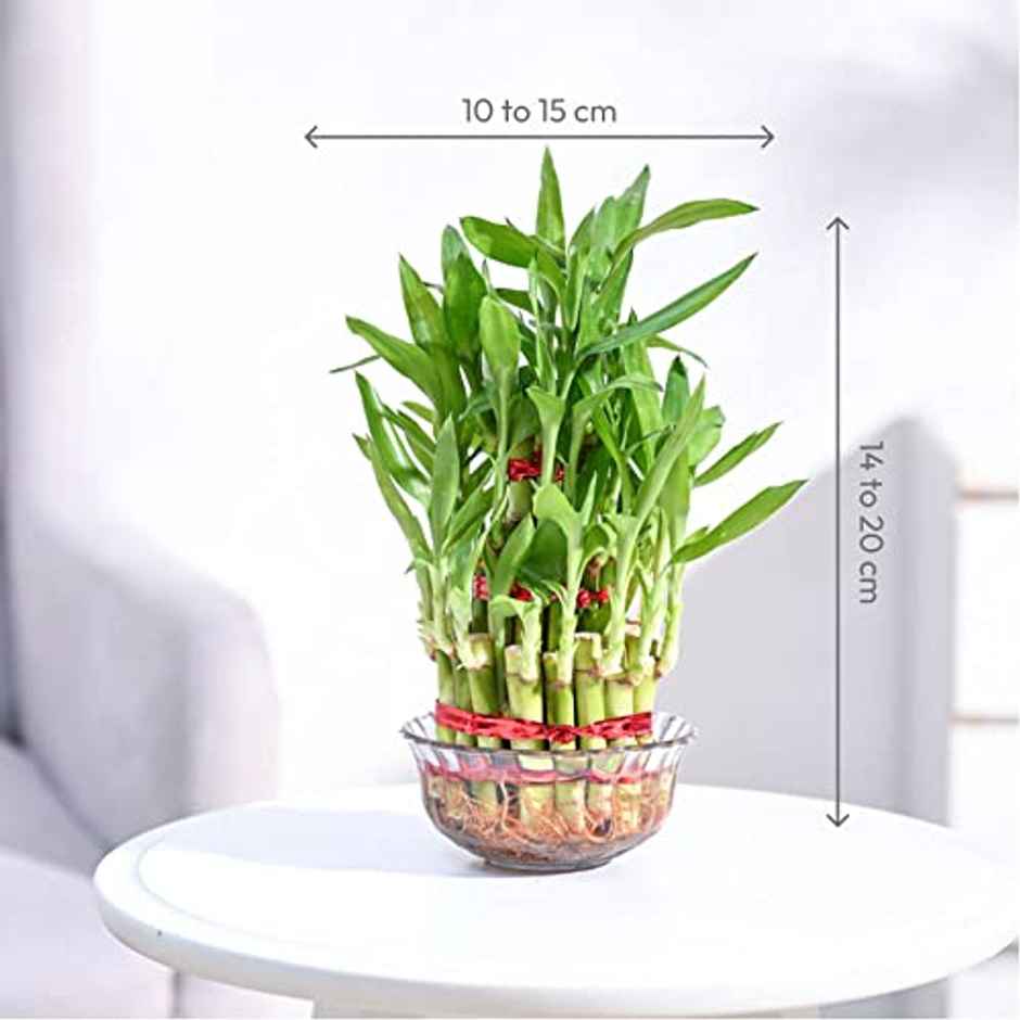Ugaoo Three Layer Bamboo Plant | Gifting & Decor