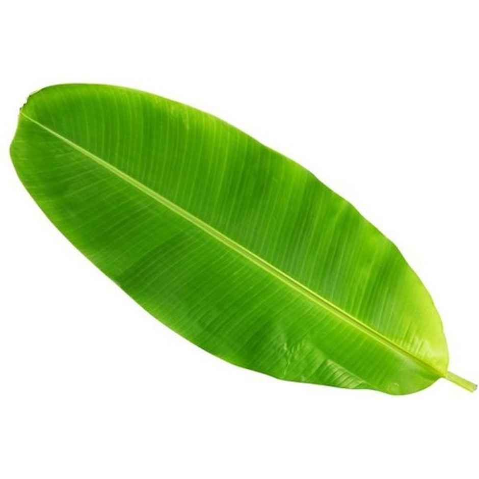 Banana Leaves