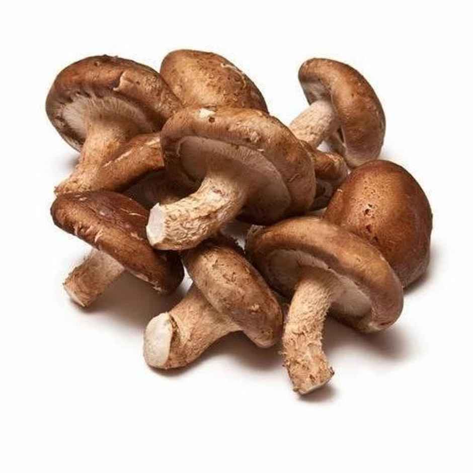 Mushroom Shiitake