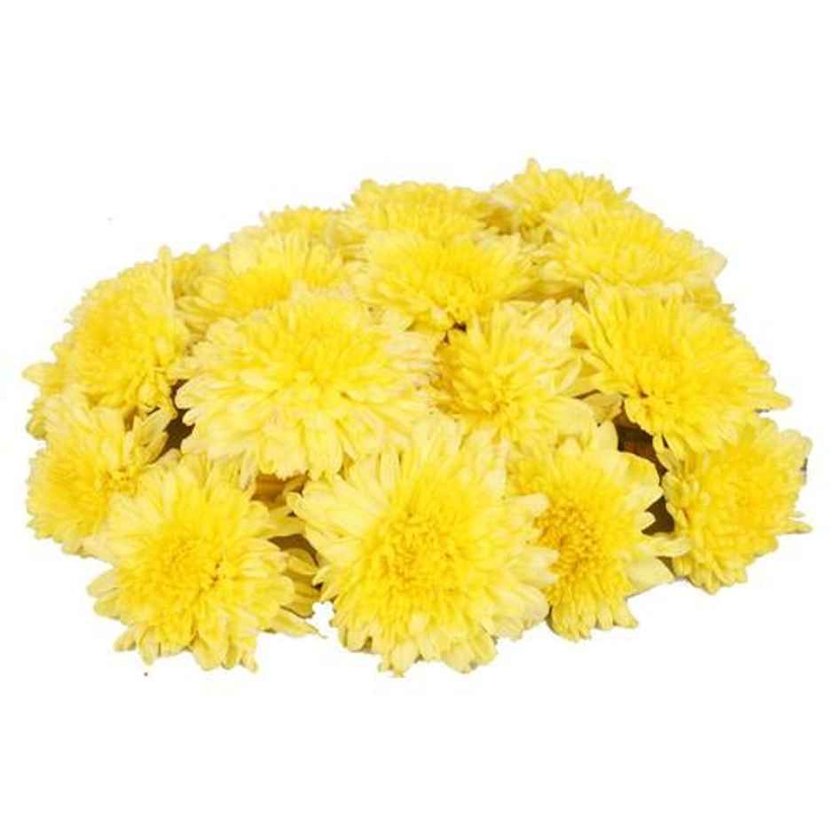 Chrysanthemum (Shevanti)