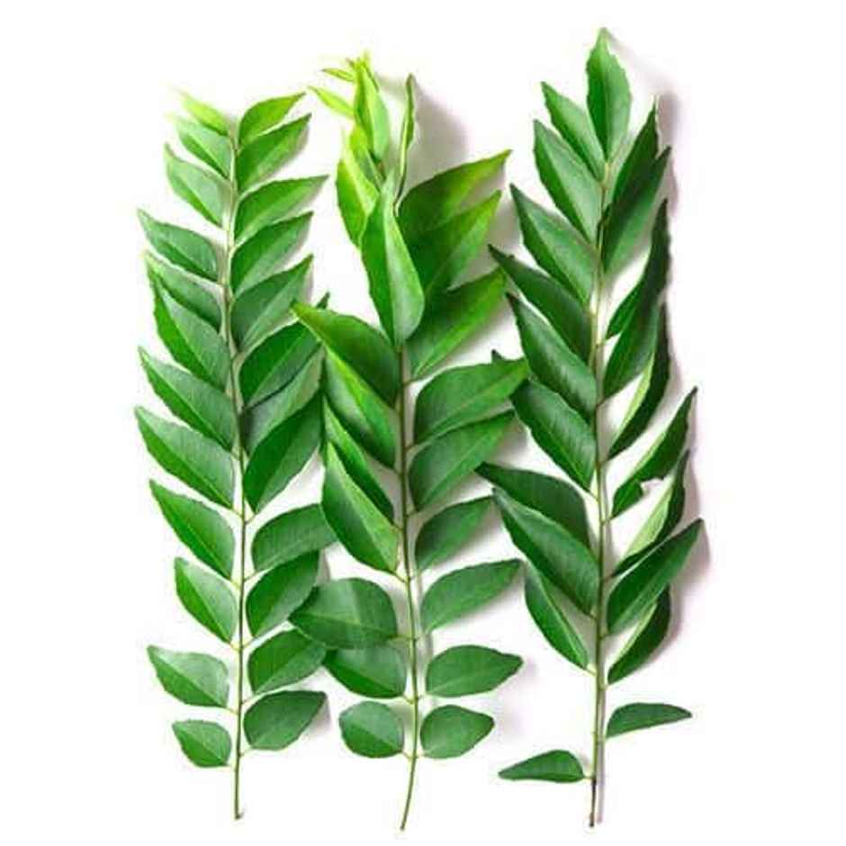Zama Organics Curry Leaves (Kadi Patta)