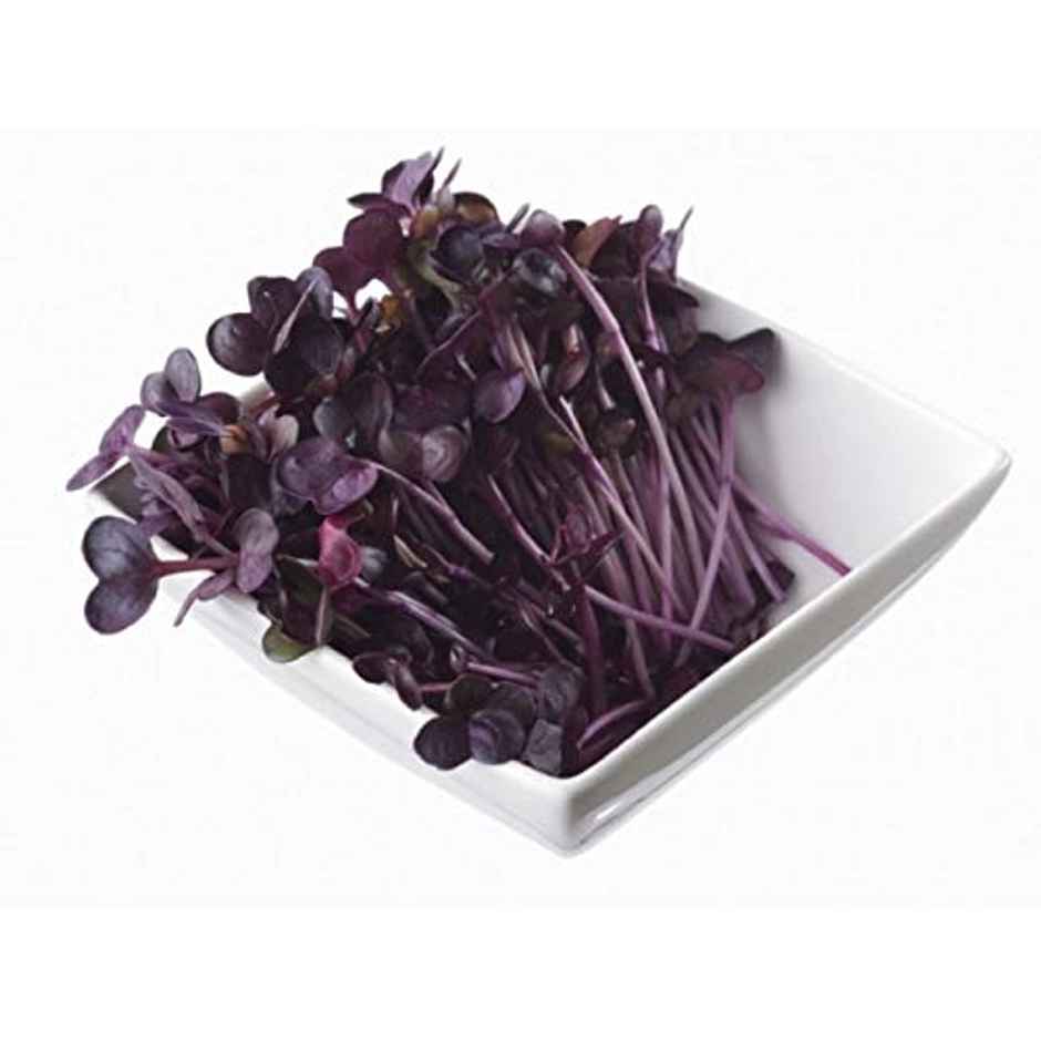 Microgreen Radish Purple