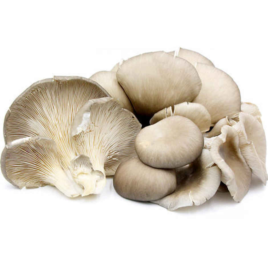 Mushroom Oyester
