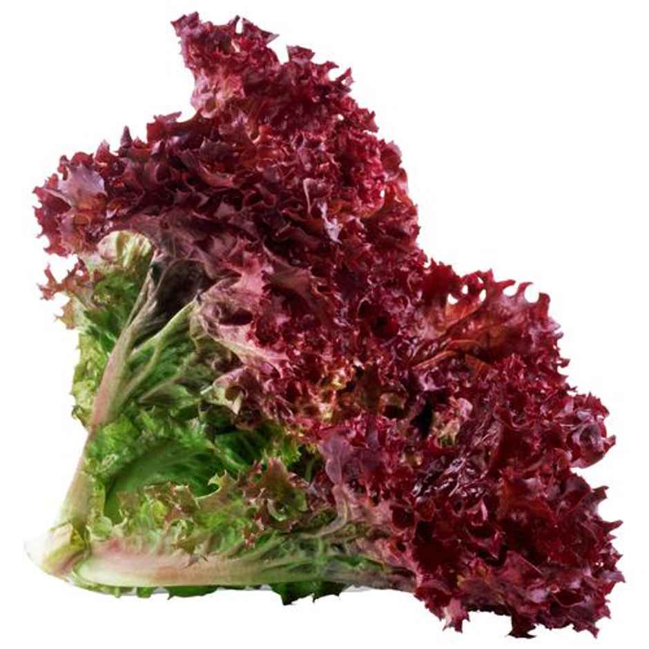 Hydroponic Lollo Rosso Lettuce
