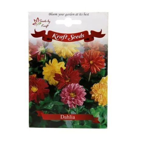 Natures Plus Dahlia - Seeds