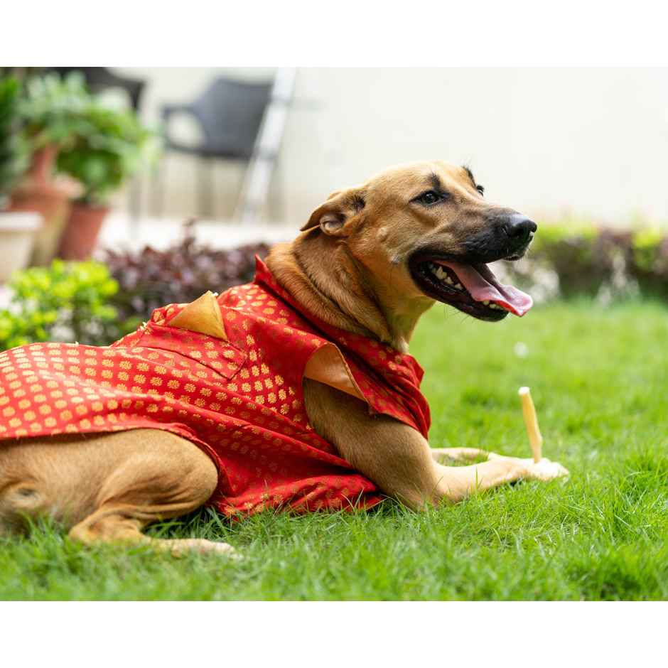 Pawgy Pets Sherwani Red For Dogs And Cats | 3XL