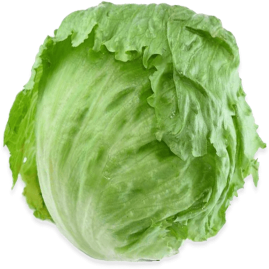 Lettuce Iceberg
