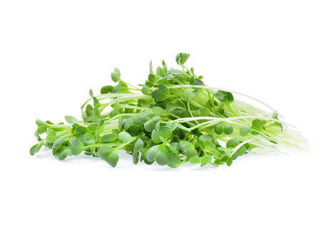 Microgreen Broccoli