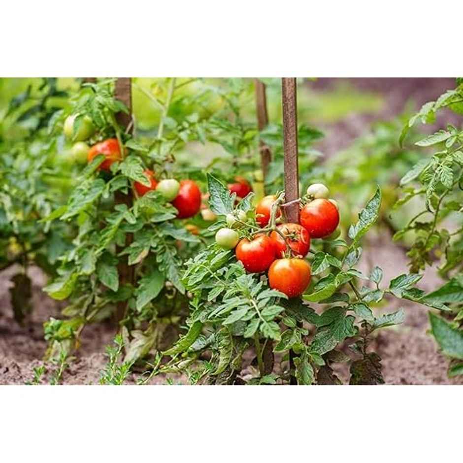 Gardens Coir Epsom Salt For Plants | Home Gardening