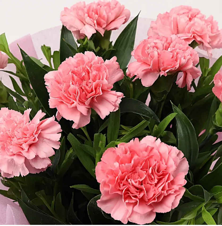 Fnp Beautiful 8 Pink Carnations Bouquet