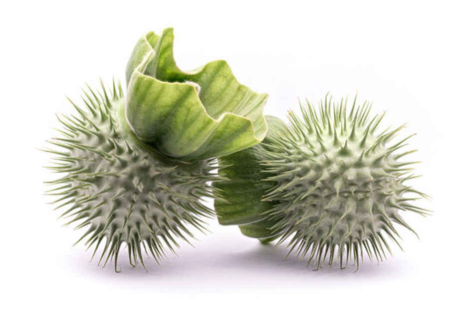 Bel Patra (50g) & Dhatura For Pooja (1pc) & Coconut (1pc) & Wood Apple (2pc) & Banana (4pc) & Rose Flower Mix (100g) Combo