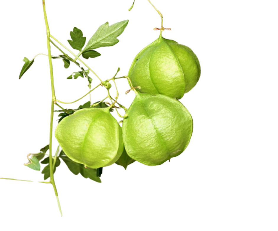 Mudakathan Keerai (Balloon Vine)