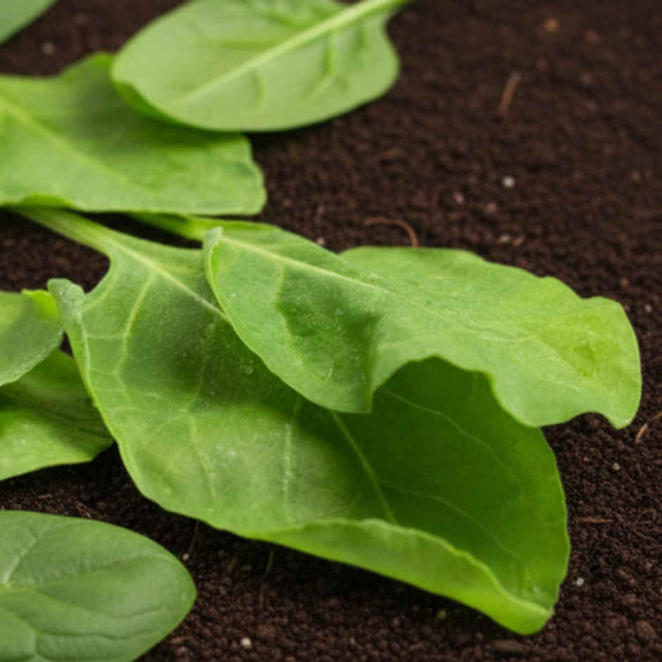 Organically Grown Spinach
