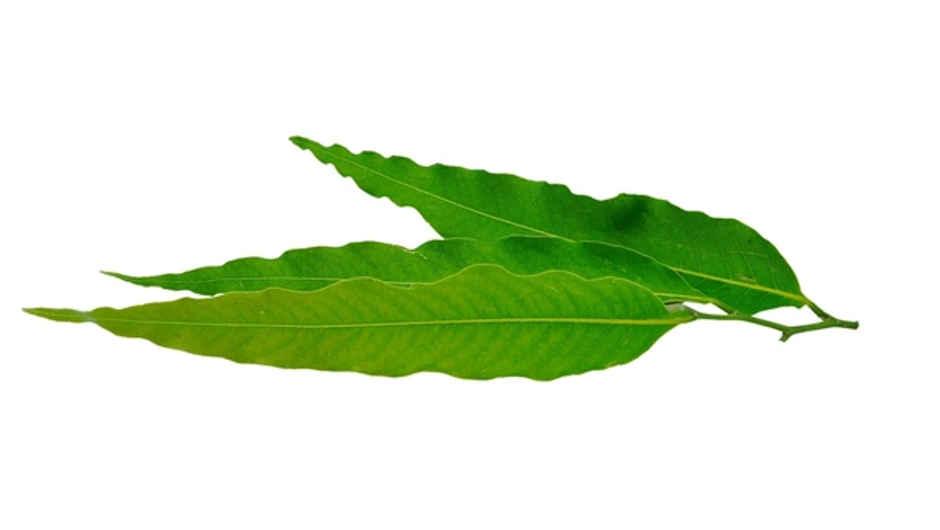 Ashoka leaves