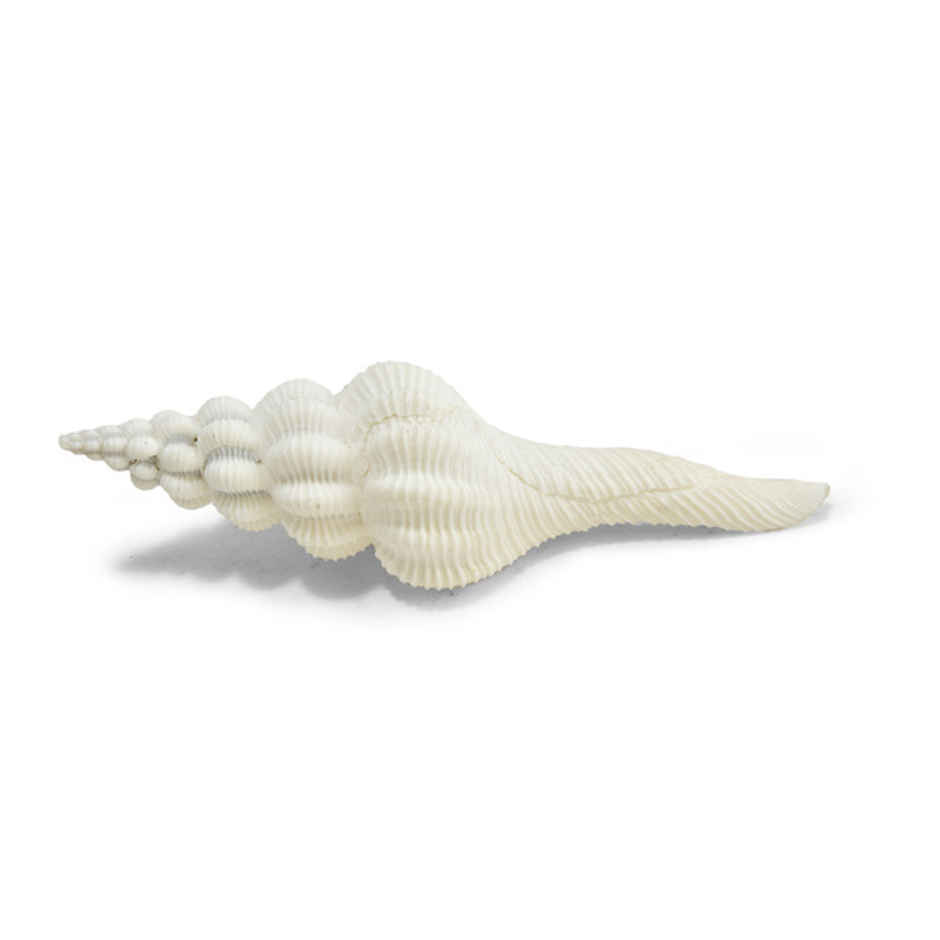 Shukra Shankh | Attracts Positive Energies | Heals Doshas | Pujashree