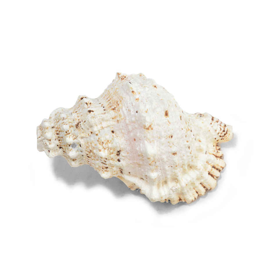 Laxmi Shankh | Symbol of Maa Laxmi | Brings Success & Peace | Pujashree