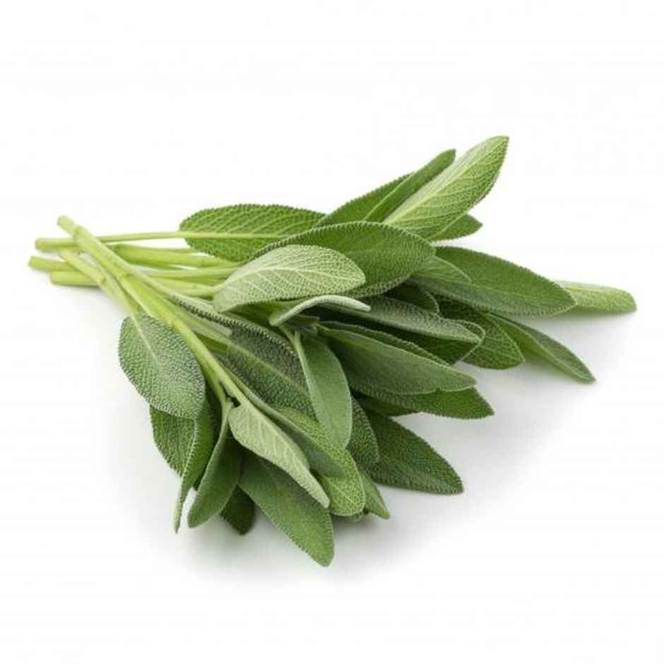 Hydroponic Sage